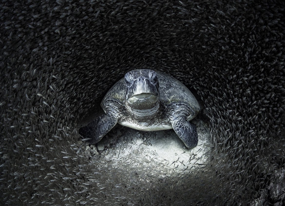 A turtle in the bottom of the ocean (a “bottom turtle”?)